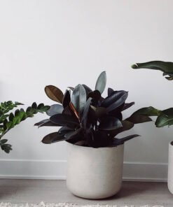 Hoya Obovatum 的替代视图