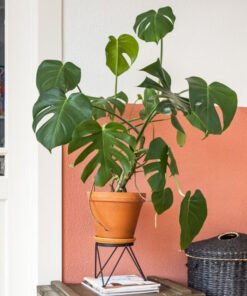 Monstera Deliciosa 的替代视图